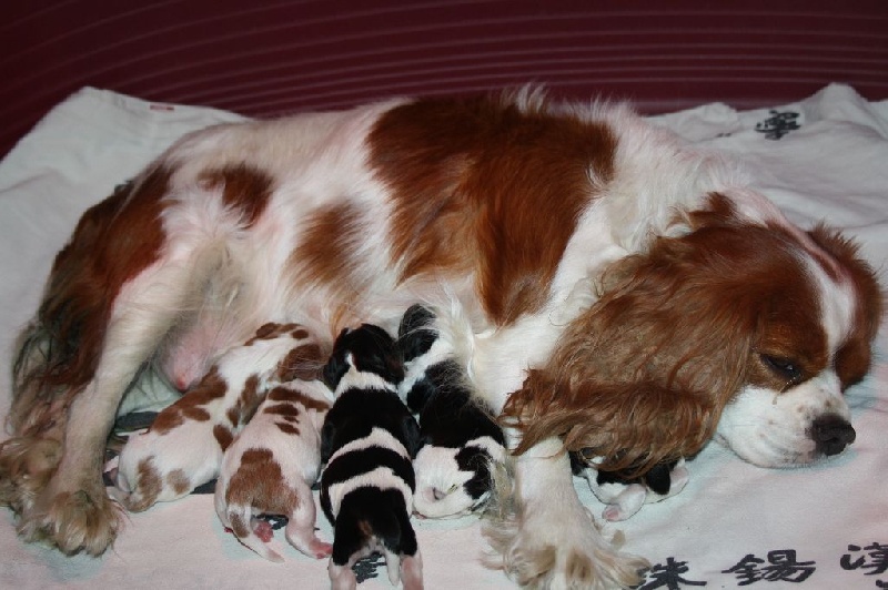 De La Fernaudie - Cavalier King Charles Spaniel - Portée née le 26/07/2015