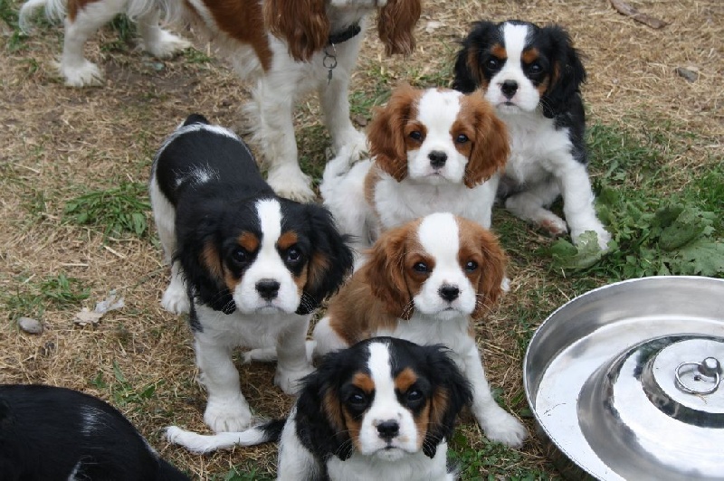 De La Fernaudie - Cavalier King Charles Spaniel - Portée née le 21/04/2014