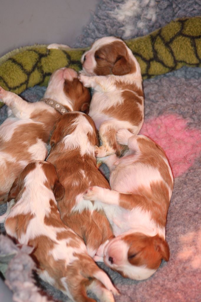 chiot Cavalier King Charles Spaniel De La Fernaudie