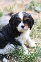 De La Fernaudie - Cavalier King Charles Spaniel - Portée née le 01/06/2019