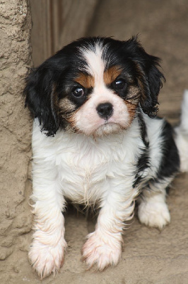 De La Fernaudie - Cavalier King Charles Spaniel - Portée née le 08/05/2024