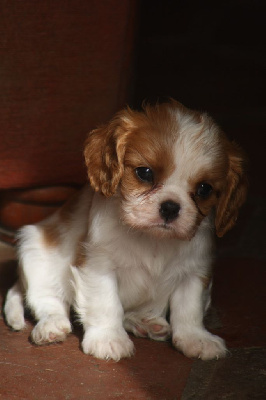 De La Fernaudie - Cavalier King Charles Spaniel - Portée née le 18/05/2024