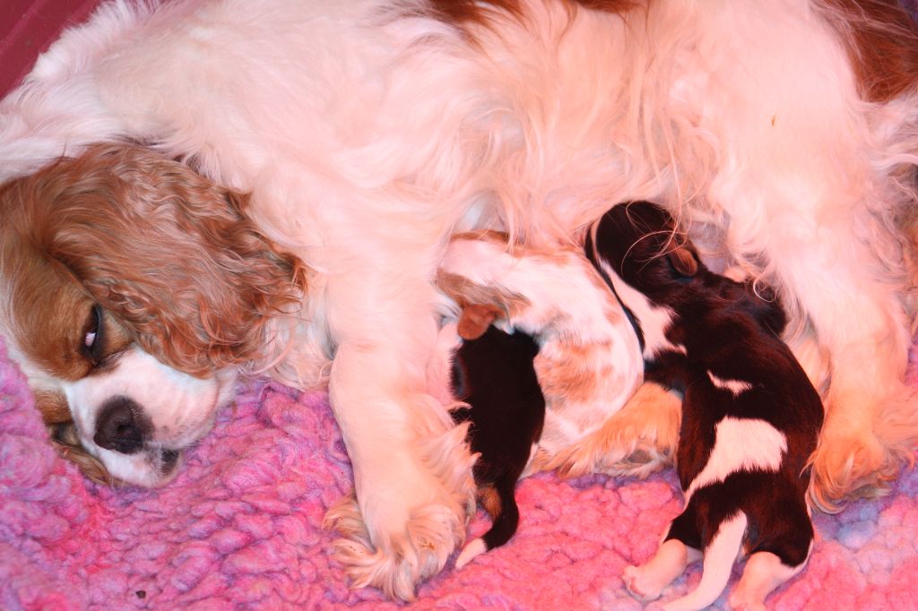 chiot Cavalier King Charles Spaniel De La Fernaudie