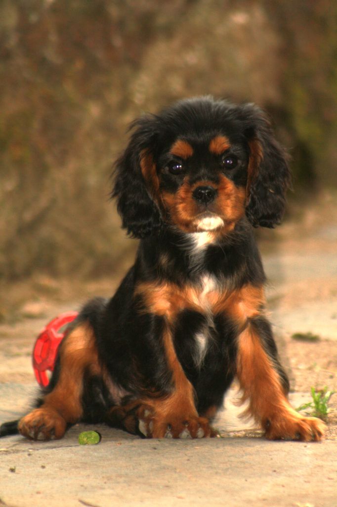De La Fernaudie - Chiots disponibles - Cavalier King Charles Spaniel