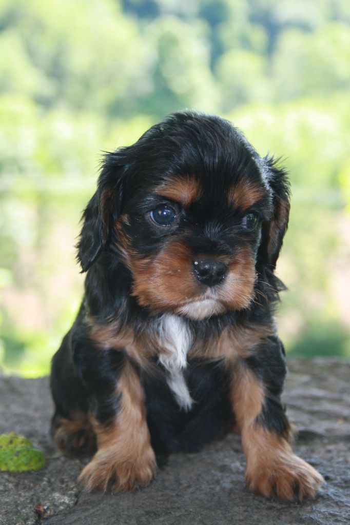 De La Fernaudie - Chiots disponibles - Cavalier King Charles Spaniel
