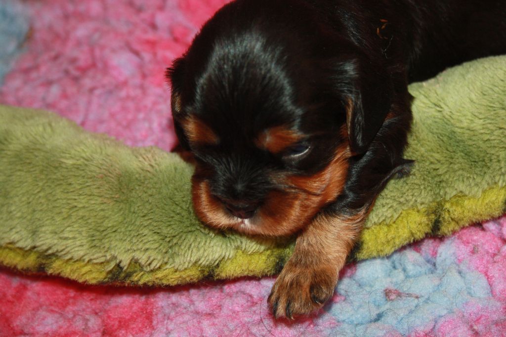 De La Fernaudie - Chiots disponibles - Cavalier King Charles Spaniel