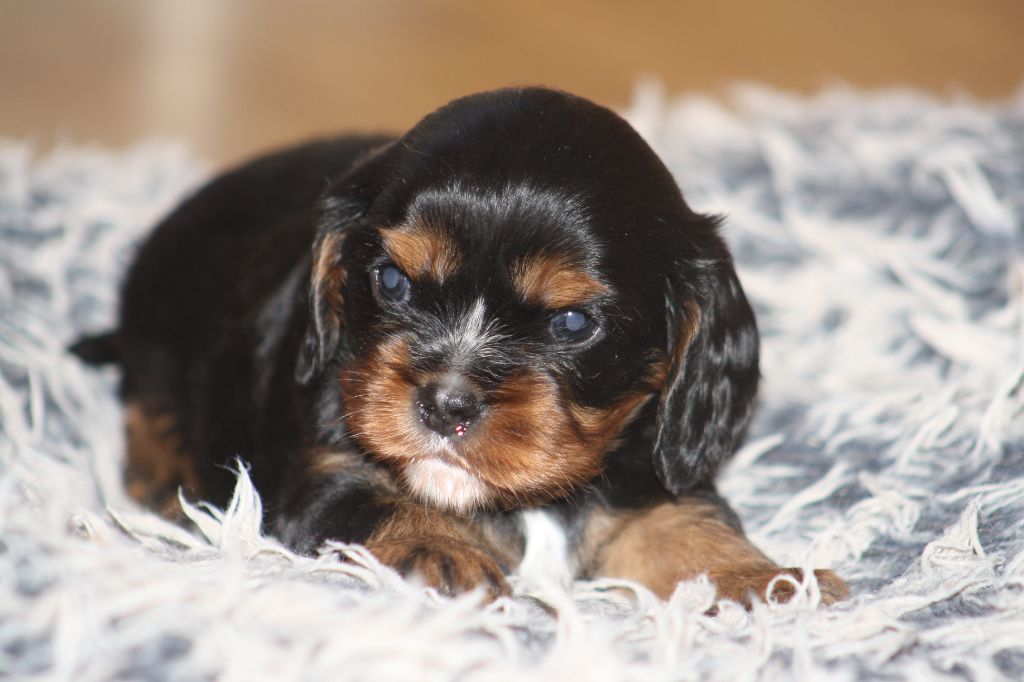 De La Fernaudie - Chiots disponibles - Cavalier King Charles Spaniel