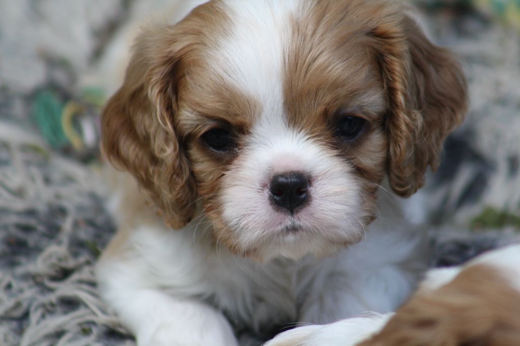 De La Fernaudie - Chiots disponibles - Cavalier King Charles Spaniel