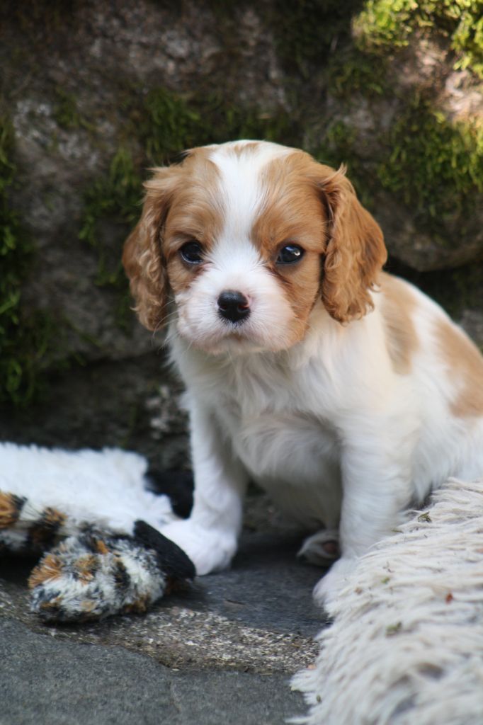 De La Fernaudie - Chiots disponibles - Cavalier King Charles Spaniel