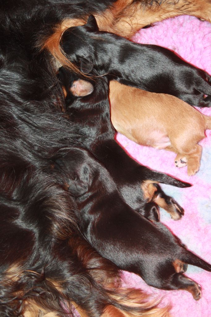 Chiot Cavalier King Charles Spaniel De La Fernaudie