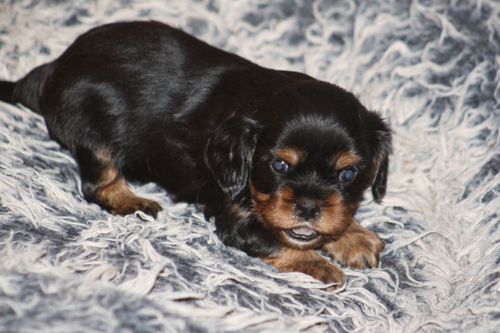 De La Fernaudie - Chiots disponibles - Cavalier King Charles Spaniel