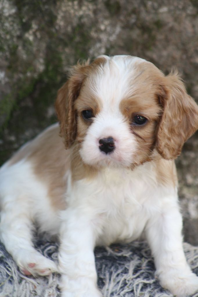 De La Fernaudie - Chiots disponibles - Cavalier King Charles Spaniel