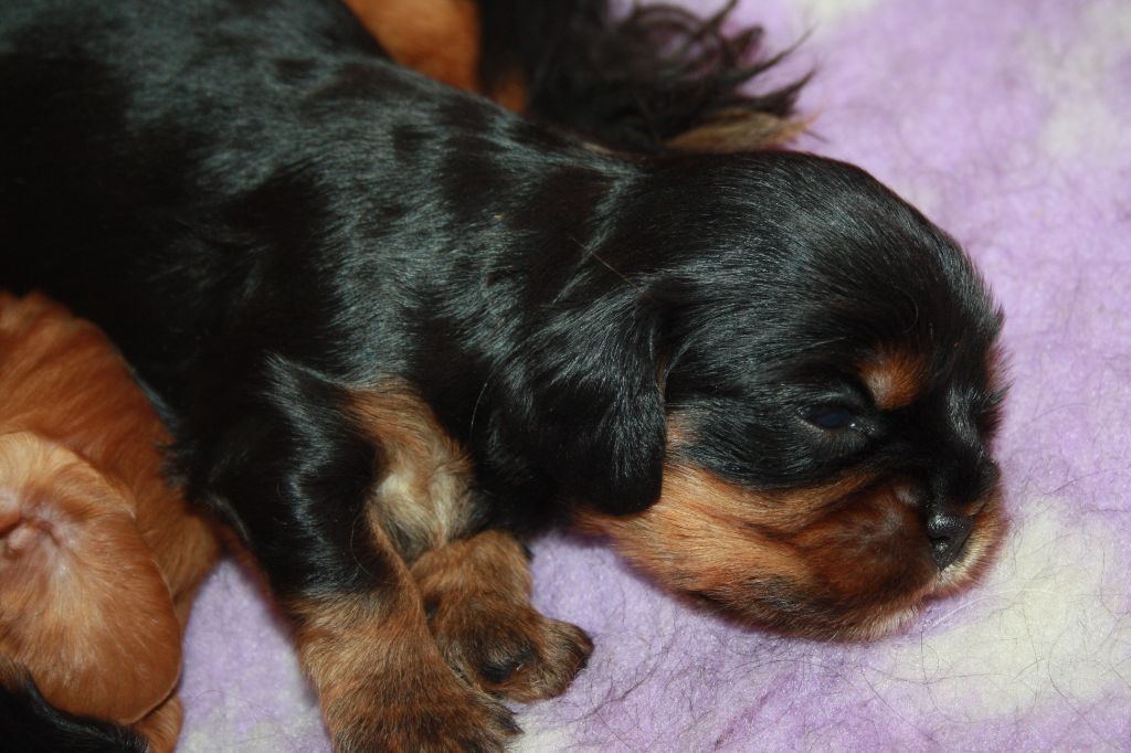 De La Fernaudie - Chiots disponibles - Cavalier King Charles Spaniel