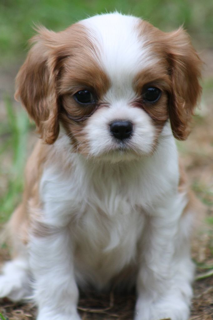 CHIOT