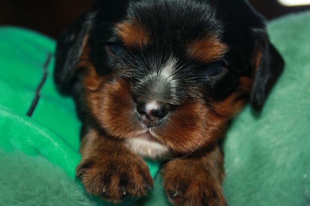 De La Fernaudie - Chiots disponibles - Cavalier King Charles Spaniel