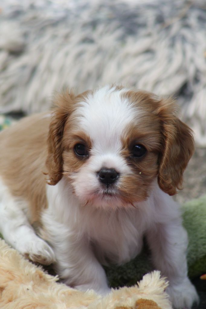De La Fernaudie - Chiots disponibles - Cavalier King Charles Spaniel