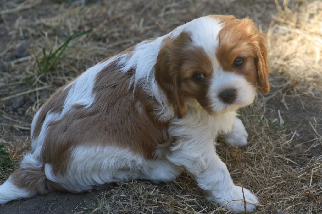 De La Fernaudie - Cavalier King Charles Spaniel - Portée née le 01/06/2019