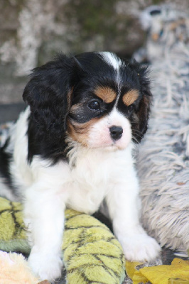 CHIOT 5
