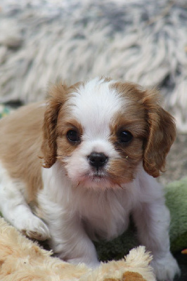 CHIOT 6