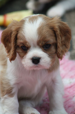 CHIOT 2