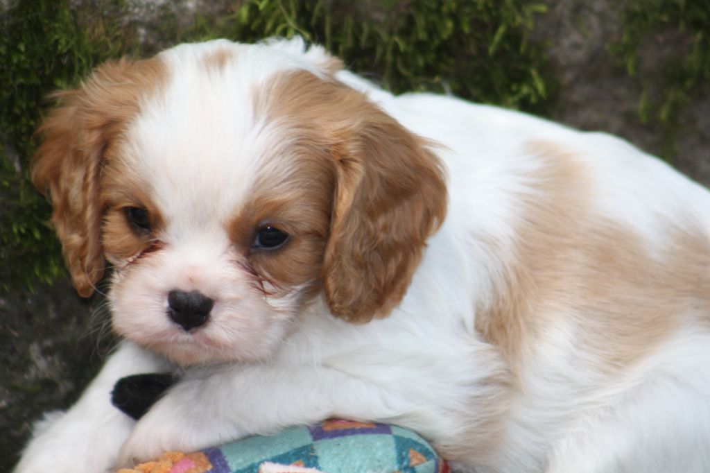 De La Fernaudie - Chiots disponibles - Cavalier King Charles Spaniel