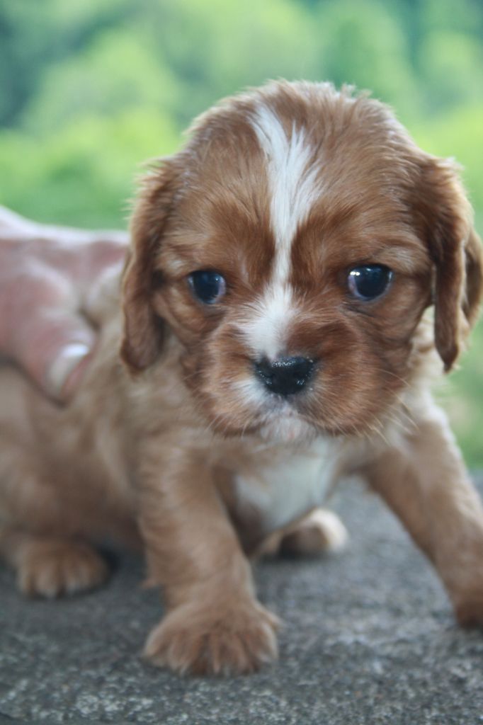 De La Fernaudie - Chiots disponibles - Cavalier King Charles Spaniel